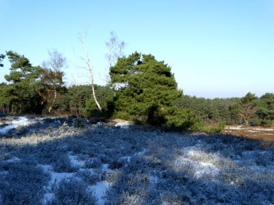 Foto des Albums: Impressionen 2018 aus der Wulmstorfer Heide