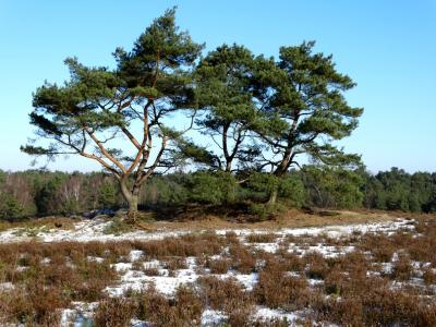 Foto des Albums: Impressionen 2018 aus der Wulmstorfer Heide