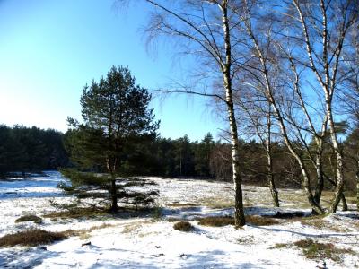 Foto des Albums: Impressionen 2018 aus der Wulmstorfer Heide