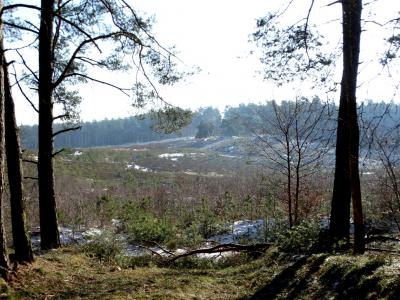 Foto des Albums: Impressionen 2018 aus der Wulmstorfer Heide