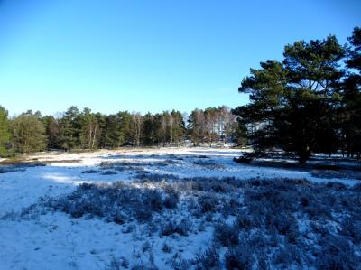 Foto des Albums: Impressionen 2018 aus der Wulmstorfer Heide