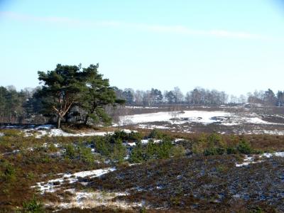Foto des Albums: Impressionen 2018 aus der Wulmstorfer Heide