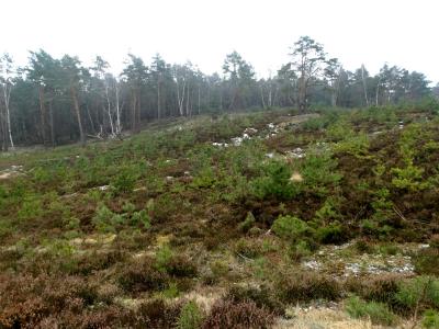 Foto des Albums: Impressionen 2018 aus der Wulmstorfer Heide