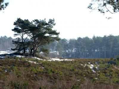 Foto des Albums: Impressionen 2018 aus der Wulmstorfer Heide