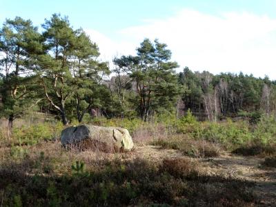 Foto des Albums: Impressionen 2018 aus der Wulmstorfer Heide