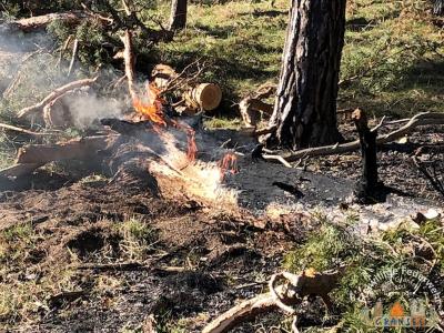 Foto des Albums: Einsatz 529-B-Fläche-Gransee Am Stadtwald