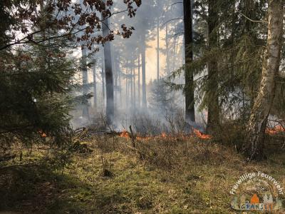 Foto des Albums: Einsatz 690 B-Wald- Gransee