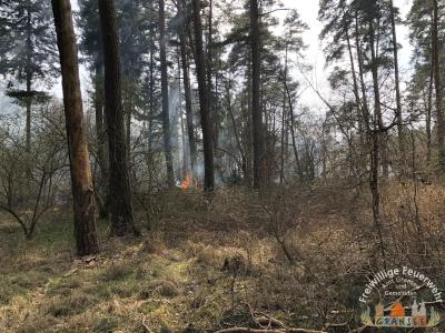 Foto des Albums: Einsatz 690 B-Wald- Gransee