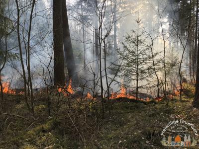 Foto des Albums: Einsatz 690 B-Wald- Gransee