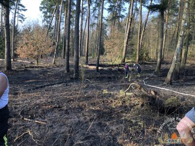 Foto des Albums: Einsatz 690 B-Wald- Gransee