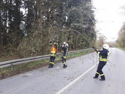 Foto des Albums: Baum auf Fahrbahn - L 3047