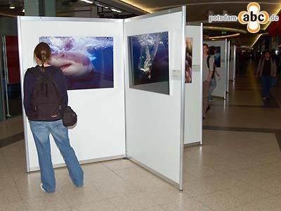 Foto des Albums: Ausstellung "Europäische Naturfotografen" in den Bahnhofspassagen Potsdam (08.05.2008)