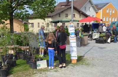 Foto des Albums: Maimarkt 2018