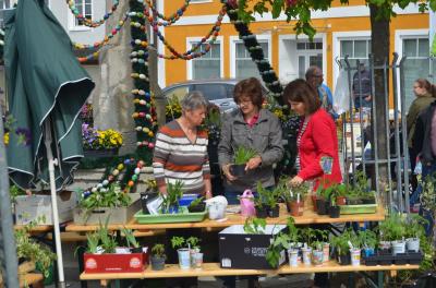 Foto des Albums: Maimarkt 2018