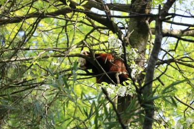 Foto des Albums: Ab in den Zoo... der Jahrgang 1 macht einen Ausflug! (03.05.2018)