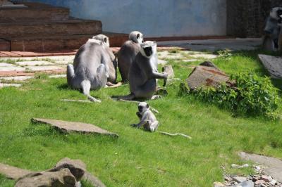 Foto des Albums: Ab in den Zoo... der Jahrgang 1 macht einen Ausflug! (03.05.2018)