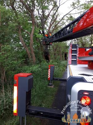 Foto des Albums: Einsatz 983-B-Klein-Meseberg Ri Großmutz-brennt Baum
