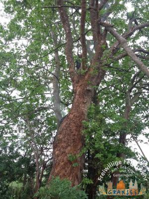 Foto des Albums: Einsatz 983-B-Klein-Meseberg Ri Großmutz-brennt Baum