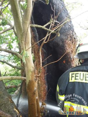 Foto des Albums: Einsatz 983-B-Klein-Meseberg Ri Großmutz-brennt Baum