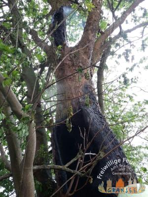 Foto des Albums: Einsatz 983-B-Klein-Meseberg Ri Großmutz-brennt Baum