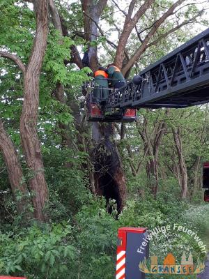 Foto des Albums: Einsatz 983-B-Klein-Meseberg Ri Großmutz-brennt Baum