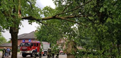 Foto des Albums: Baum_Strasse mit DLK 29.5.