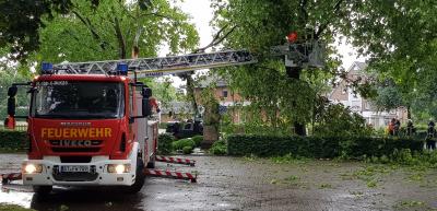 Foto des Albums: Baum_Strasse mit DLK 29.5.