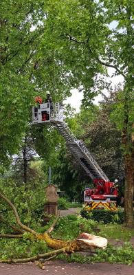 Foto des Albums: Baum_Strasse mit DLK 29.5.