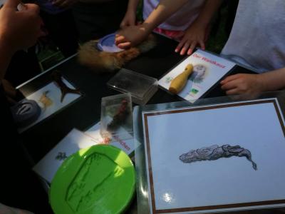 Foto des Albums: Waldolympiade 2018