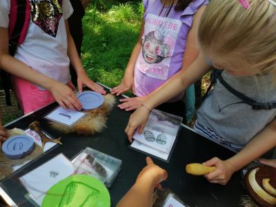 Foto des Albums: Waldolympiade 2018