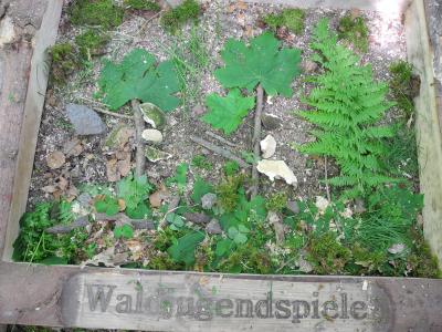 Foto des Albums: Waldjugendspiele Klasse 3