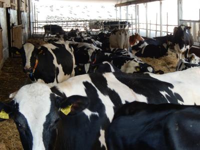 Foto des Albums: Tag der Landwirtschaft