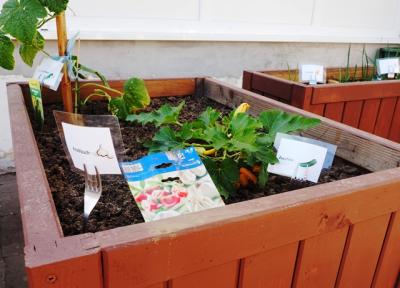 Foto des Albums: WIRGarten