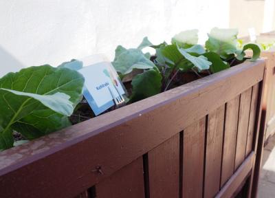 Foto des Albums: WIRGarten