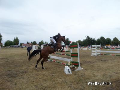 Foto des Albums: Reitturnier in Uenze