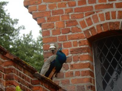 Foto des Albums: Plattenburgspektakel