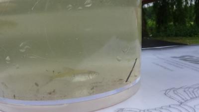 Foto des Albums: Aqua Agenten: Keschern in den Steindammwiesen