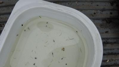 Foto des Albums: Aqua Agenten: Keschern in den Steindammwiesen