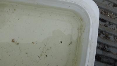 Foto des Albums: Aqua Agenten: Keschern in den Steindammwiesen