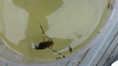 Foto des Albums: Aqua Agenten: Keschern in den Steindammwiesen