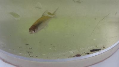 Foto des Albums: Aqua Agenten: Keschern in den Steindammwiesen