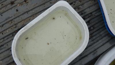Foto des Albums: Aqua Agenten: Keschern in den Steindammwiesen