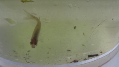 Foto des Albums: Aqua Agenten: Keschern in den Steindammwiesen