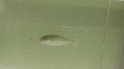 Foto des Albums: Aqua Agenten: Keschern in den Steindammwiesen