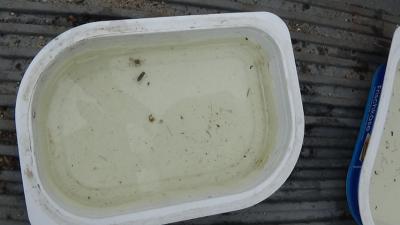 Foto des Albums: Aqua Agenten: Keschern in den Steindammwiesen