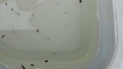 Foto des Albums: Aqua Agenten: Keschern in den Steindammwiesen