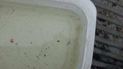 Foto des Albums: Aqua Agenten: Keschern in den Steindammwiesen