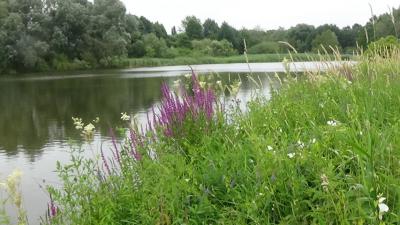 Foto des Albums: Aqua Agenten: Keschern in den Steindammwiesen