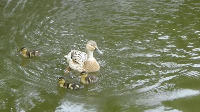 Foto des Albums: Aqua Agenten: Keschern in den Steindammwiesen