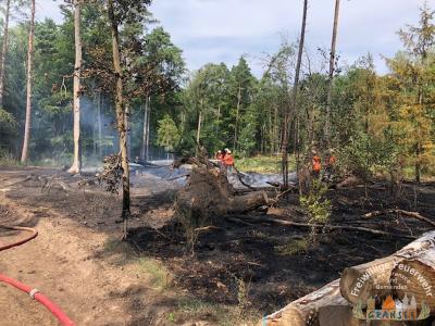 Foto des Albums: Einsatz 1631-B-Wald-Gransee Stadtwald Ri Meseberg